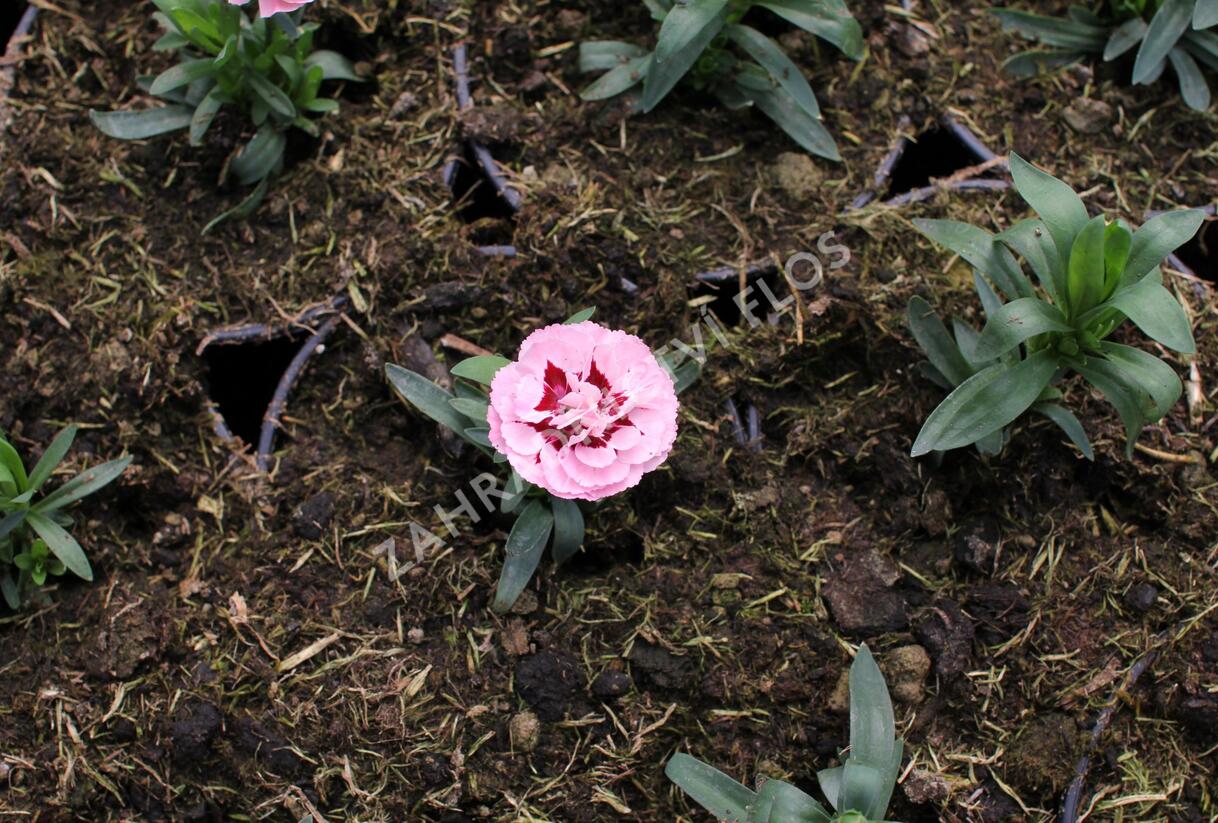 Hvozdík karafiát 'Oscar Purple Star' 19 - Dianthus caryophyllus 'Oscar Purple Star' 19