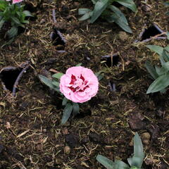 Hvozdík karafiát 'Oscar® Purple Star' 19 - Dianthus caryophyllus 'Oscar® Purple Star' 19