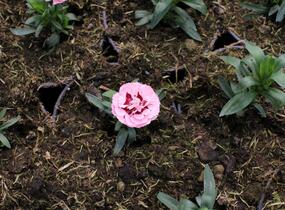 Hvozdík karafiát 'Oscar Purple Star' 19 - Dianthus caryophyllus 'Oscar Purple Star' 19
