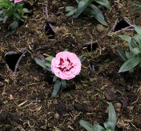 Hvozdík karafiát 'Oscar® Purple Star' 19 - Dianthus caryophyllus 'Oscar® Purple Star' 19