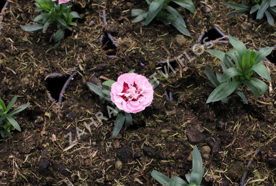 Hvozdík karafiát 'Oscar Purple Star' 19 - Dianthus caryophyllus 'Oscar Purple Star' 19