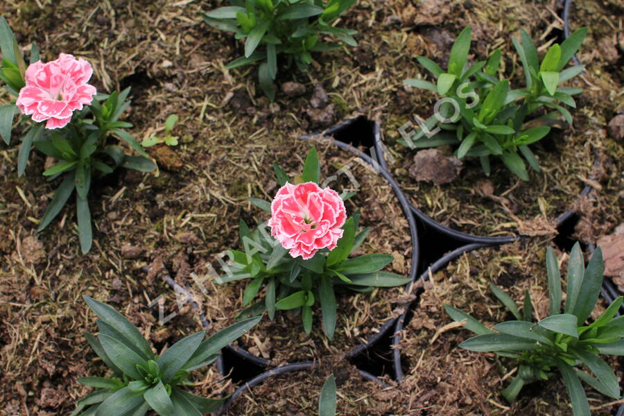 Hvozdík karafiát 'Oscar® White and Red' - Dianthus caryophyllus 'Oscar® White and Red'
