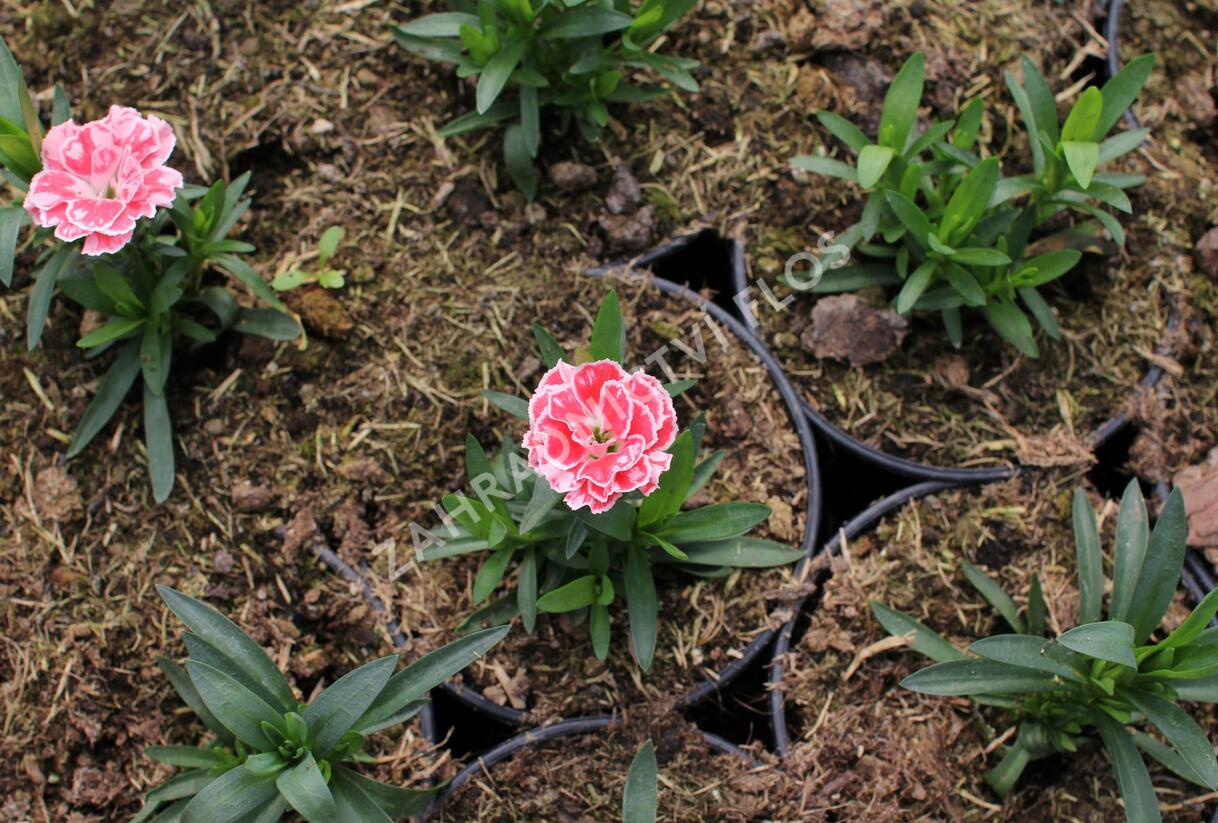 Hvozdík karafiát 'Oscar White and Red' - Dianthus caryophyllus 'Oscar White and Red'