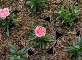 Hvozdík karafiát 'Oscar White and Red' - Dianthus caryophyllus 'Oscar White and Red'
