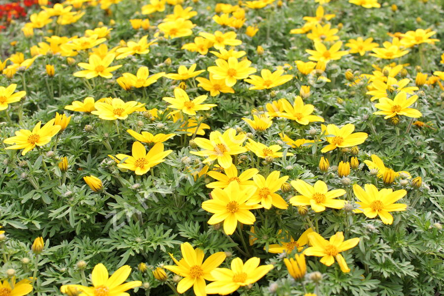 Dvouzubec 'Bidy Boom Yellow Big' - Bidens 'Bidy Boom Yellow Big'