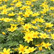 Dvouzubec 'Bidy Boom Yellow Big' - Bidens 'Bidy Boom Yellow Big'