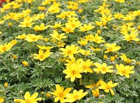 Dvouzubec 'Bidy Boom Yellow Big' - Bidens 'Bidy Boom Yellow Big'