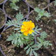 Aksamitník rozkladitý, afrikán 'Solena Gold' - Tagetes patula 'Solena Gold'