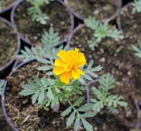 Aksamitník rozkladitý, afrikán 'Solena Gold' - Tagetes patula 'Solena Gold'