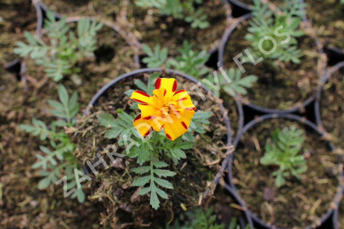 Aksamitník rozkladitý, afrikán 'Solena Bolero' - Tagetes patula 'Solena Bolero'