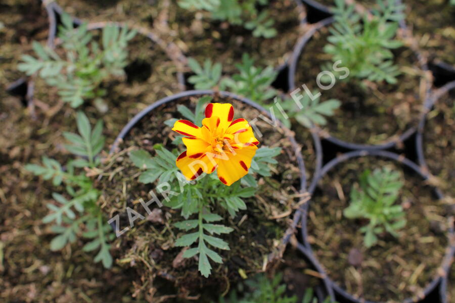 Aksamitník rozkladitý, afrikán 'Solena Bolero' - Tagetes patula 'Solena Bolero'