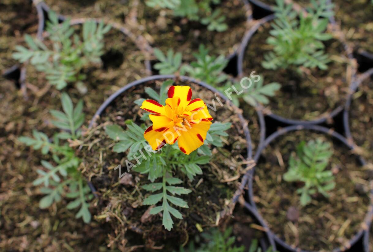 Aksamitník rozkladitý, afrikán 'Solena Bolero' - Tagetes patula 'Solena Bolero'