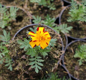 Aksamitník rozkladitý, afrikán 'Solena Bolero' - Tagetes patula 'Solena Bolero'