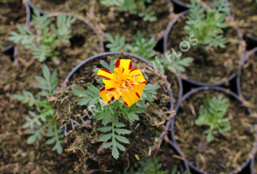 Aksamitník rozkladitý, afrikán 'Solena Bolero' - Tagetes patula 'Solena Bolero'