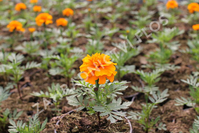 Aksamitník rozkladitý, afrikán 'Texana Orange' - Tagetes patula 'Texana Orange'