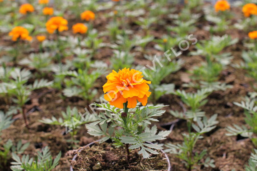 Aksamitník rozkladitý, afrikán 'Texana Orange' - Tagetes patula 'Texana Orange'