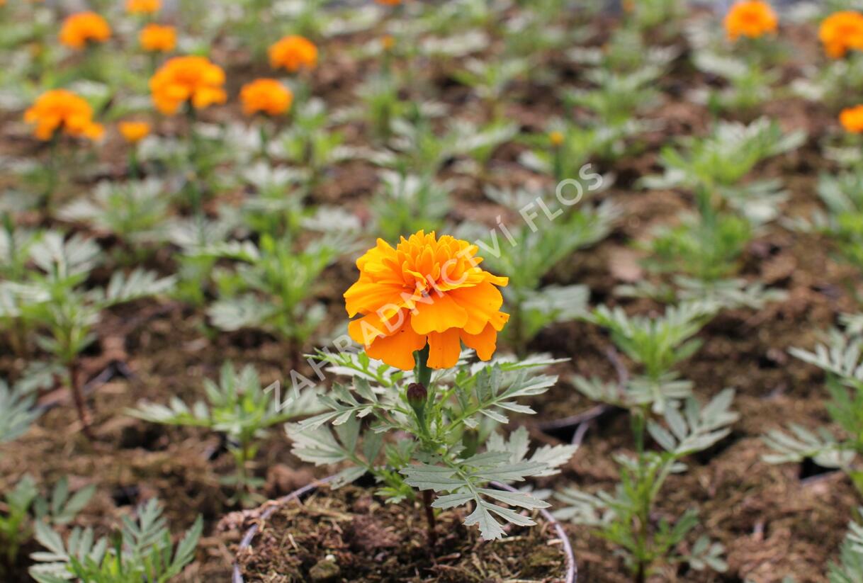 Aksamitník rozkladitý, afrikán 'Texana Orange' - Tagetes patula 'Texana Orange'