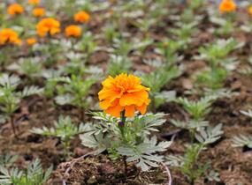 Aksamitník rozkladitý, afrikán 'Texana Orange' - Tagetes patula 'Texana Orange'