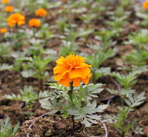 Aksamitník rozkladitý, afrikán 'Texana Orange' - Tagetes patula 'Texana Orange'