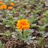 aksamitnik-rozkladity-afrikan-texana-orange.jpg
