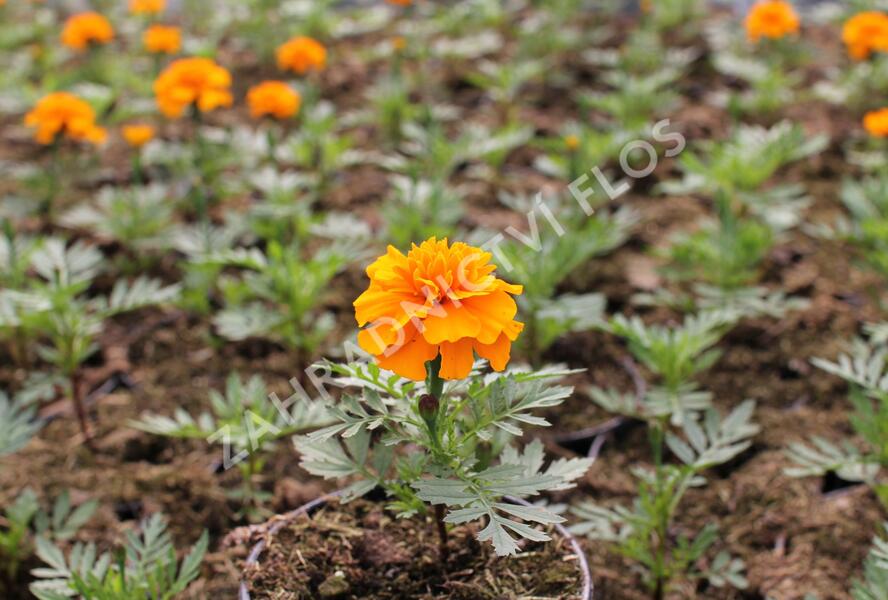 Aksamitník rozkladitý, afrikán 'Texana Orange' - Tagetes patula 'Texana Orange'
