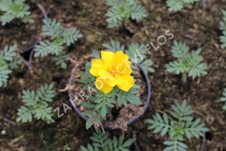 Aksamitník rozkladitý, afrikán 'Solena Yellow' - Tagetes patula 'Solena Yellow'