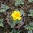 Aksamitník rozkladitý, afrikán 'Solena Yellow' - Tagetes patula 'Solena Yellow'