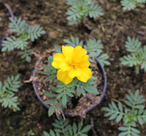 Aksamitník rozkladitý, afrikán 'Solena Yellow' - Tagetes patula 'Solena Yellow'