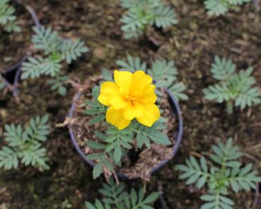Aksamitník rozkladitý, afrikán 'Solena Yellow'