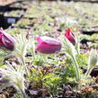 Koniklec obecný 'Bells Red' - Pulsatilla vulgaris 'Bells Red'