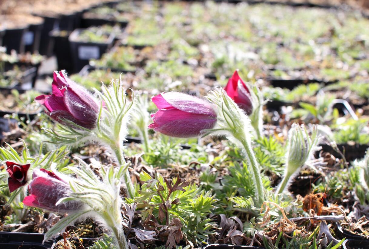 Koniklec obecný 'Bells Red' - Pulsatilla vulgaris 'Bells Red'