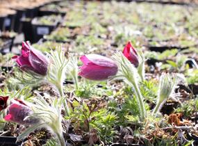 Koniklec obecný 'Bells Red' - Pulsatilla vulgaris 'Bells Red'