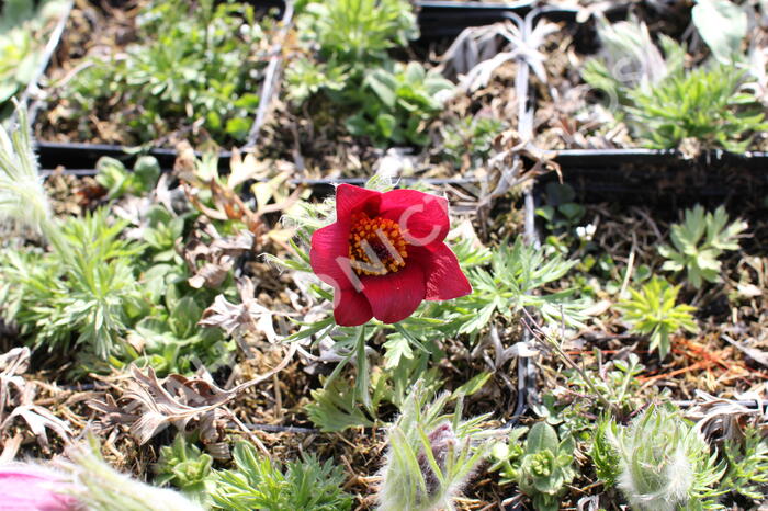 Koniklec obecný 'Bells Red' - Pulsatilla vulgaris 'Bells Red'