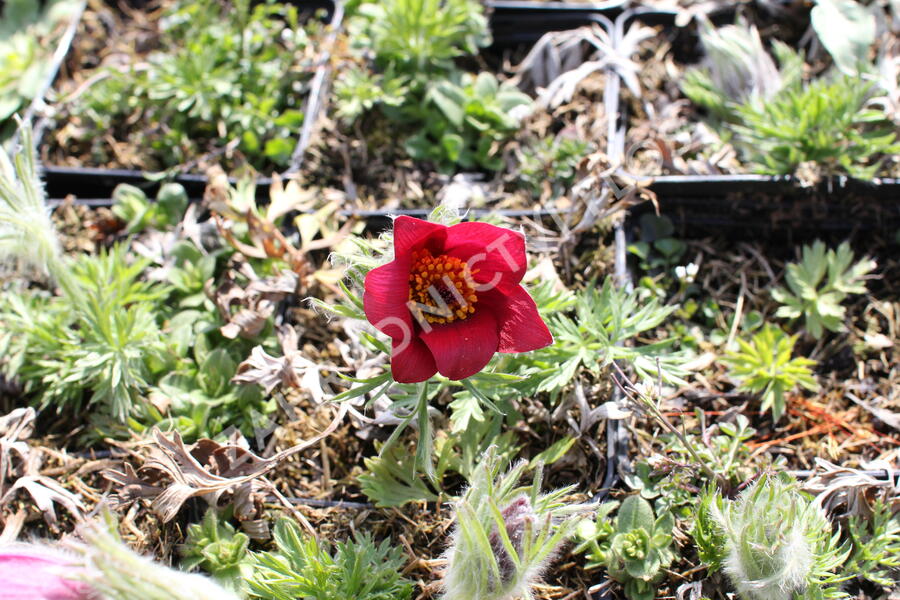 Koniklec obecný 'Bells Red' - Pulsatilla vulgaris 'Bells Red'