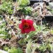 Koniklec obecný 'Bells Red' - Pulsatilla vulgaris 'Bells Red'