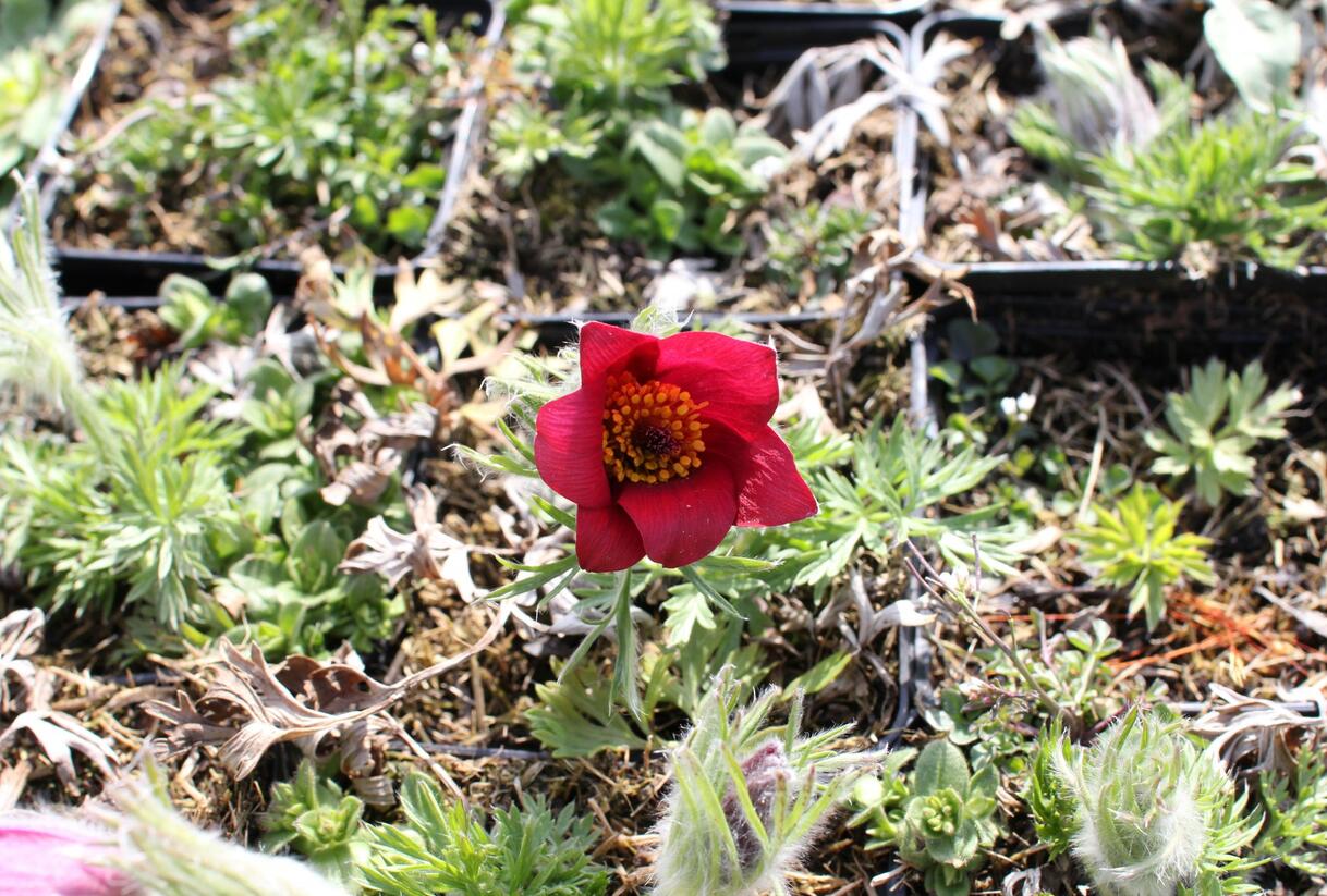 Koniklec obecný 'Bells Red' - Pulsatilla vulgaris 'Bells Red'