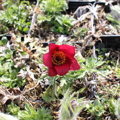 Koniklec obecný 'Bells Red' - Pulsatilla vulgaris 'Bells Red'