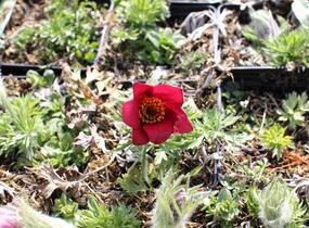 Koniklec obecný 'Bells Red' - Pulsatilla vulgaris 'Bells Red'
