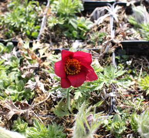 Koniklec obecný 'Bells Red' - Pulsatilla vulgaris 'Bells Red'