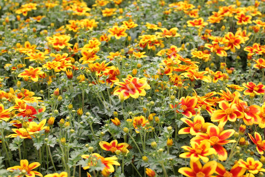 Dvouzubec 'Bidy Boom Red Eye' - Bidens 'Bidy Boom Red Eye'