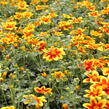 Dvouzubec 'Bidy Boom Red Eye' - Bidens 'Bidy Boom Red Eye'