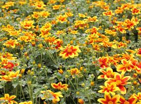 Dvouzubec 'Bidy Boom Red Eye' - Bidens 'Bidy Boom Red Eye'