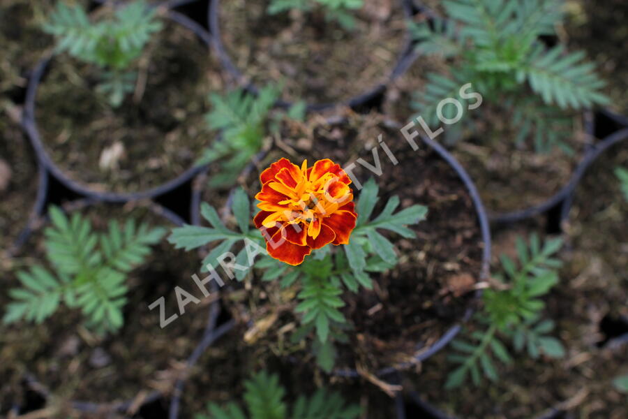 Aksamitník rozkladitý, afrikán 'Texana Harmony' - Tagetes patula 'Texana Harmony'