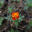 Aksamitník rozkladitý, afrikán 'Texana Harmony' - Tagetes patula 'Texana Harmony'