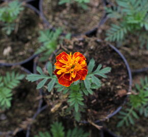 Aksamitník rozkladitý, afrikán 'Texana Harmony' - Tagetes patula 'Texana Harmony'