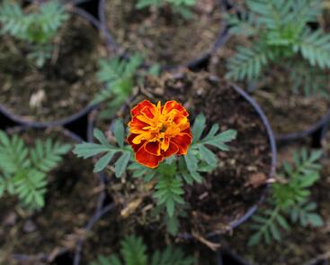 Aksamitník rozkladitý, afrikán 'Texana Harmony'