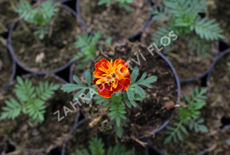 Aksamitník rozkladitý, afrikán 'Texana Harmony' - Tagetes patula 'Texana Harmony'