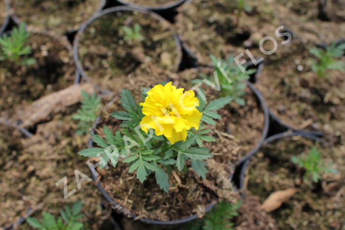 Aksamitník rozkladitý, afrikán 'Texana Yellow' - Tagetes patula 'Texana Yellow'