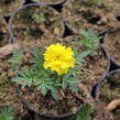 Aksamitník rozkladitý, afrikán 'Texana Yellow' - Tagetes patula 'Texana Yellow'