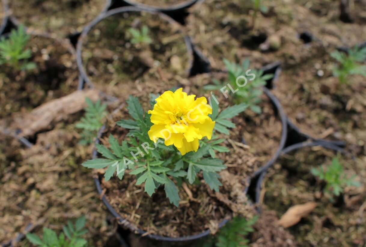 Aksamitník rozkladitý, afrikán 'Texana Yellow' - Tagetes patula 'Texana Yellow'